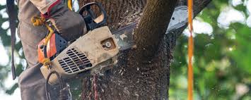 How Our Tree Care Process Works  in  Nampa, ID